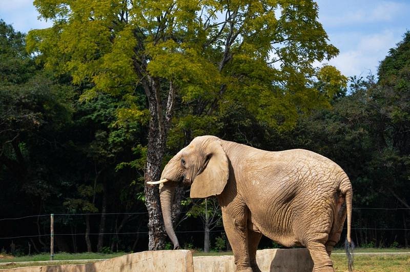 Elefante no Zoológico de Belo Horizonte